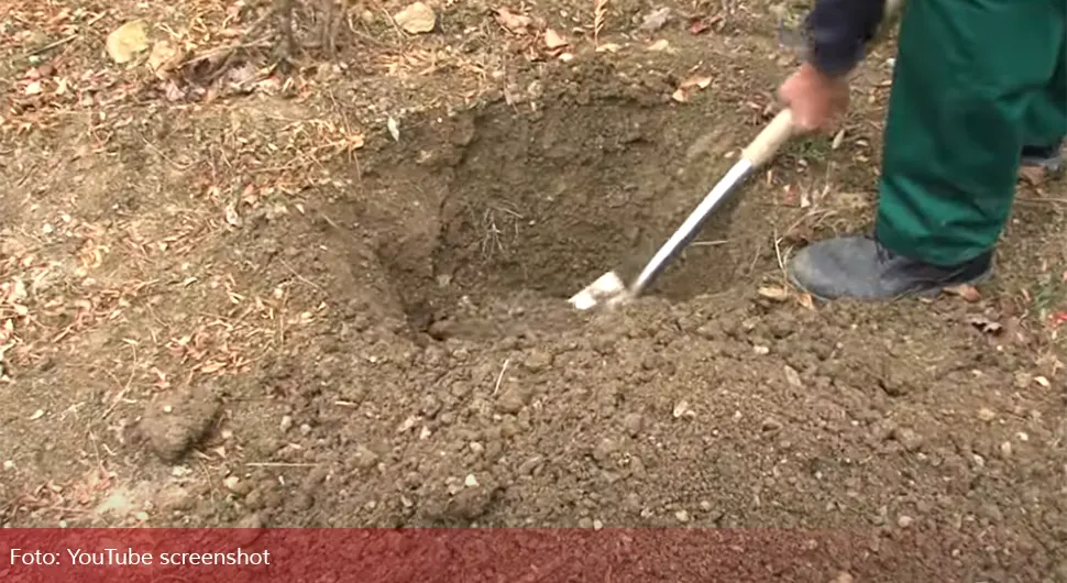 Koliko trebaju biti duboke i široke rupe za sadnju voća?