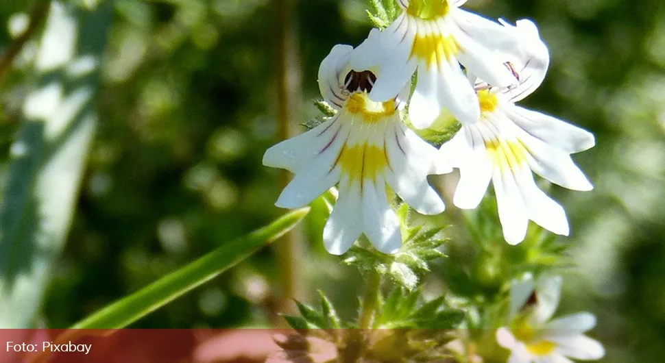 Sutra ispoštujte ove običaje: Vjeruje se da mogu promijeniti život